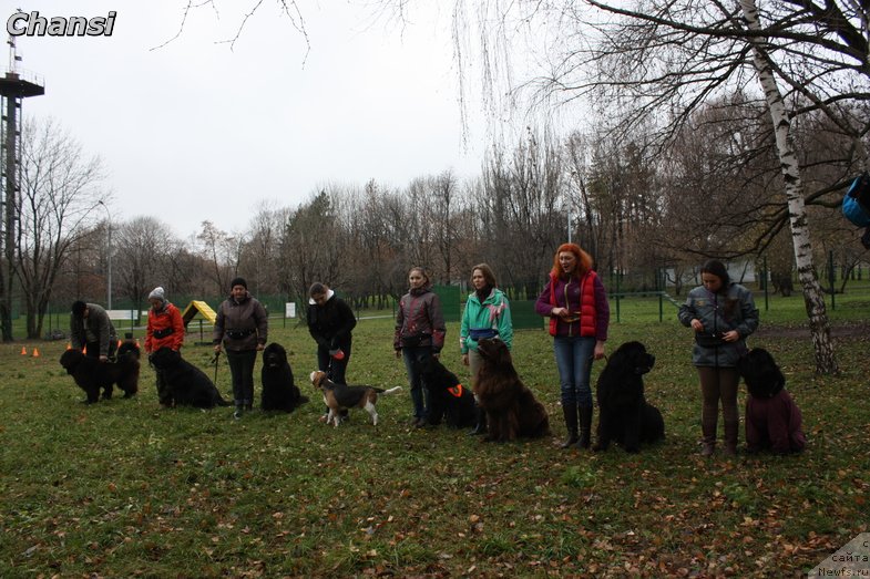 Фото: ньюфаундленд Chernyj Chank s Berega Dona (Черный Чанк с Берега Дона)