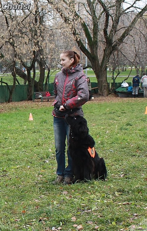 Фото: ньюфаундленд Chernyj Chank s Berega Dona (Черный Чанк с Берега Дона)