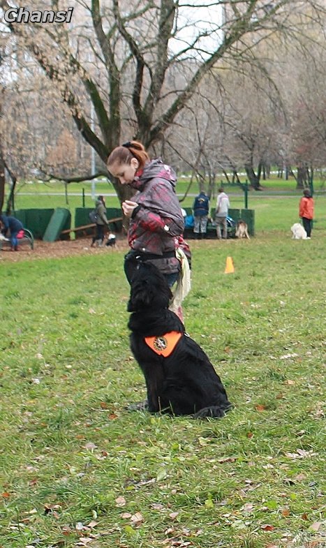 Фото: ньюфаундленд Chernyj Chank s Berega Dona (Черный Чанк с Берега Дона)
