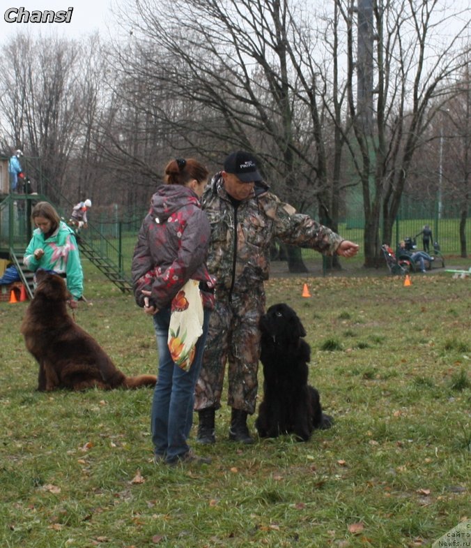 Фото: ньюфаундленд Chernyj Chank s Berega Dona (Черный Чанк с Берега Дона)