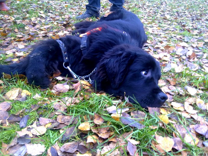 Фото: ньюфаундленд Chernyj Chank s Berega Dona (Черный Чанк с Берега Дона)