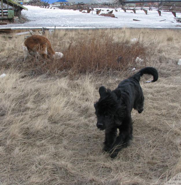 Фото: ньюфаундленд Zhasmine Severny Caprice iz Medvejyego Yara (Жасмин Северный Каприз из Медвежьего Яра)