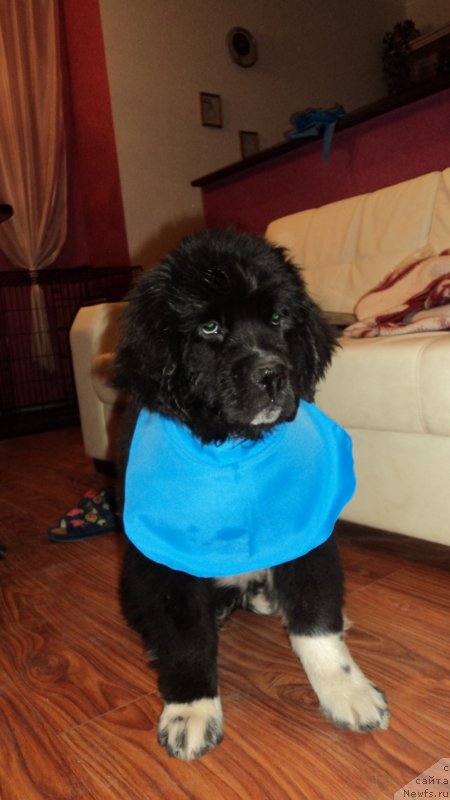 Фото: ньюфаундленд Akvian Song Ledi In Blyek (Аквиан Сонг Леди Ин Блэк)