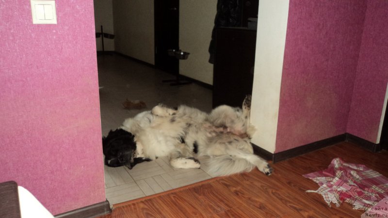 Фото: ньюфаундленд Sent Djons Viva Viktoria (Сент Джонс Вива Виктория)