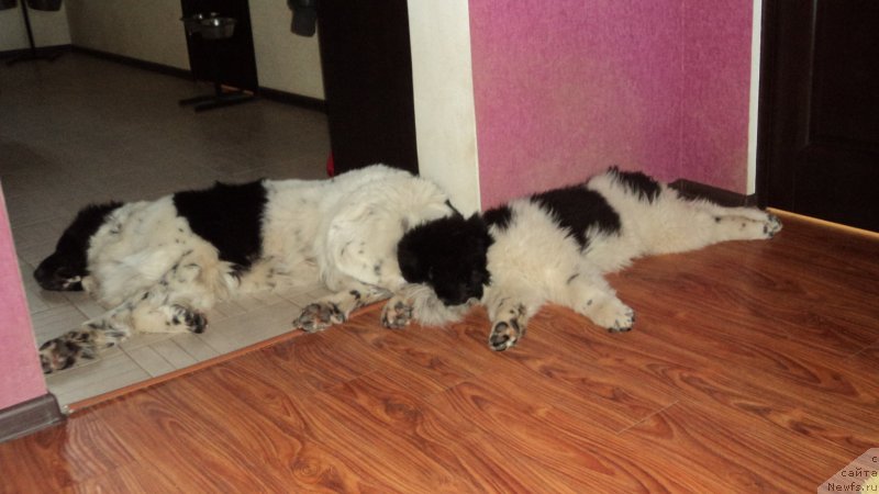 Фото: ньюфаундленд Sent Djons Viva Viktoria (Сент Джонс Вива Виктория), ньюфаундленд Akvian Song Mario (Аквиан Сонг Марио)