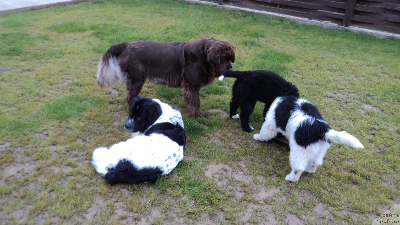 Фото: ньюфаундленд Sent Djons Viva Viktoria (Сент Джонс Вива Виктория), ньюфаундленд Van Len Taym Jenev'eva (Ван Лен Тайм Женевьева), ньюфаундленд Akvian Song Ledi In Blyek (Аквиан Сонг Леди Ин Блэк), ньюфаундленд Akvian Song Mario (Аквиан Сонг Марио)