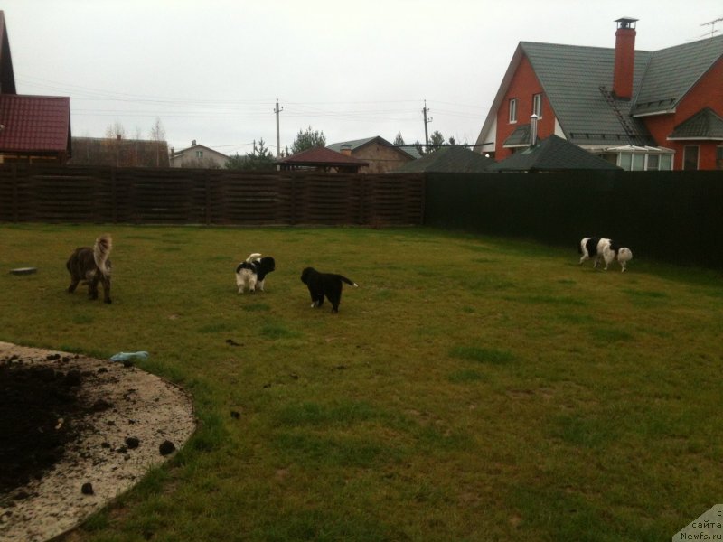 Фото: ньюфаундленд Sent Djons Viva Viktoria (Сент Джонс Вива Виктория), ньюфаундленд Van Len Taym Jenev'eva (Ван Лен Тайм Женевьева), ньюфаундленд Akvian Song Mario (Аквиан Сонг Марио), ньюфаундленд Akvian Song Ledi In Blyek (Аквиан Сонг Леди Ин Блэк)