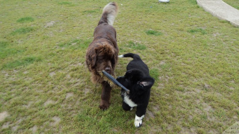 Фото: ньюфаундленд Van Len Taym Jenev'eva (Ван Лен Тайм Женевьева), ньюфаундленд Akvian Song Ledi In Blyek (Аквиан Сонг Леди Ин Блэк)