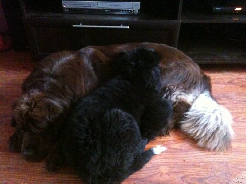 Фото: ньюфаундленд Van Len Taym Jenev'eva (Ван Лен Тайм Женевьева), ньюфаундленд Akvian Song Ledi In Blyek (Аквиан Сонг Леди Ин Блэк)