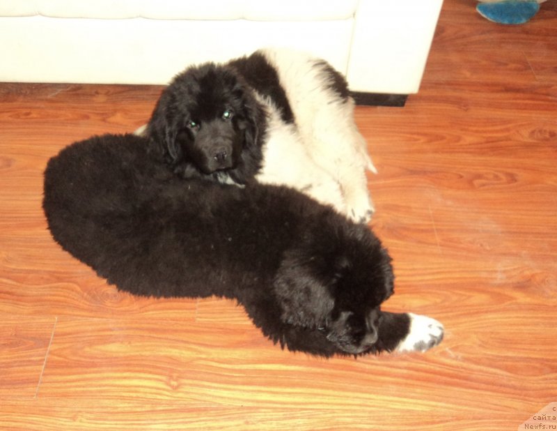 Фото: ньюфаундленд Akvian Song Ledi In Blyek (Аквиан Сонг Леди Ин Блэк), ньюфаундленд Akvian Song Mario (Аквиан Сонг Марио)