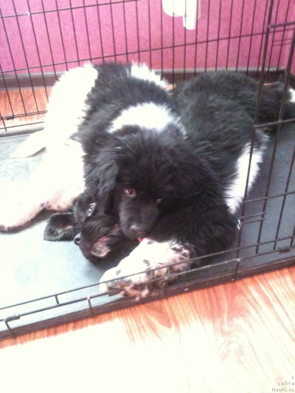 Фото: ньюфаундленд Akvian Song Ledi In Blyek (Аквиан Сонг Леди Ин Блэк), ньюфаундленд Akvian Song Mario (Аквиан Сонг Марио)