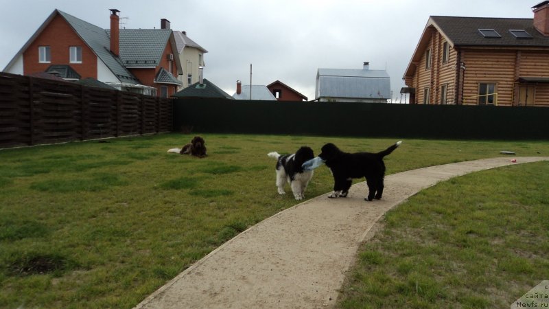 Фото: ньюфаундленд Van Len Taym Jenev'eva (Ван Лен Тайм Женевьева), ньюфаундленд Akvian Song Ledi In Blyek (Аквиан Сонг Леди Ин Блэк), ньюфаундленд Akvian Song Mario (Аквиан Сонг Марио)