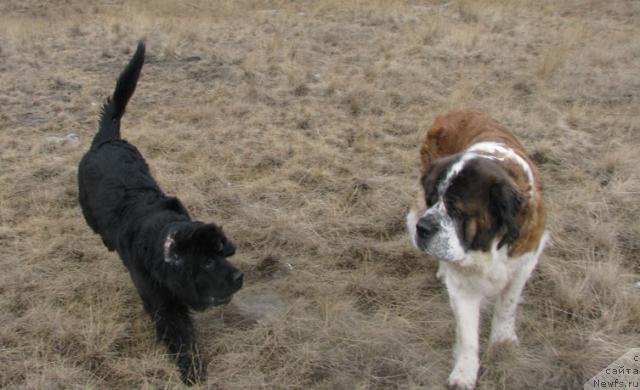 Фото: ньюфаундленд Zhasmine Severny Caprice iz Medvejyego Yara (Жасмин Северный Каприз из Медвежьего Яра)