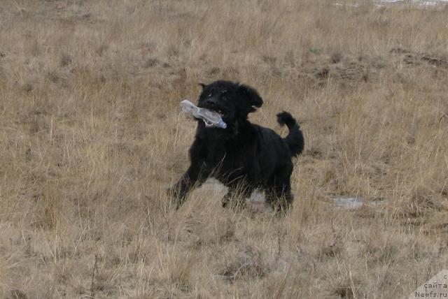 Фото: ньюфаундленд Zhasmine Severny Caprice iz Medvejyego Yara (Жасмин Северный Каприз из Медвежьего Яра)