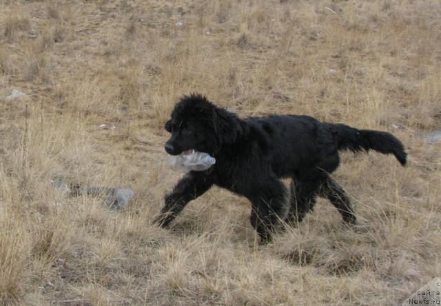 Фото: ньюфаундленд Zhasmine Severny Caprice iz Medvejyego Yara (Жасмин Северный Каприз из Медвежьего Яра)