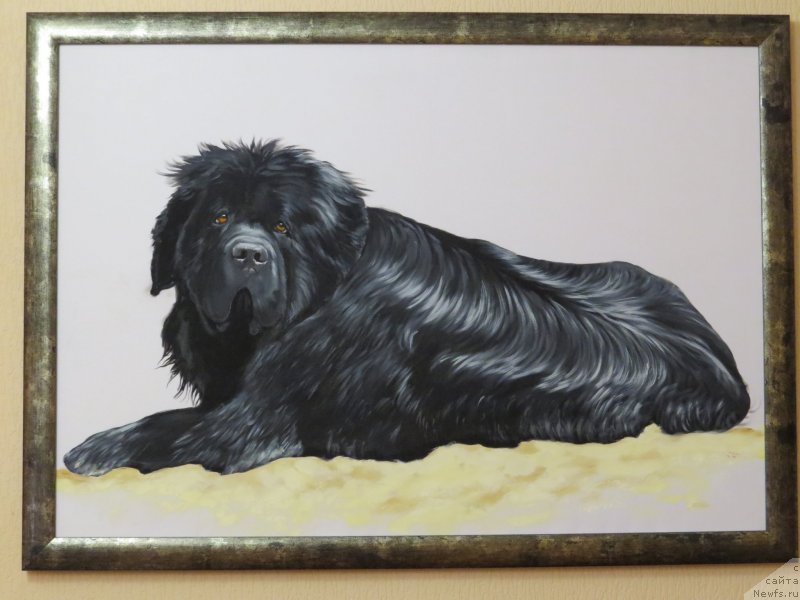 Фото: ньюфаундленд Zolotoy Talisman Kara Deniz (Золотой Талисман Кара Дениз)