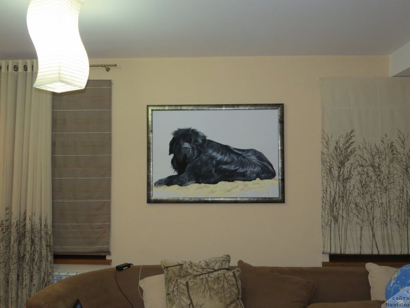 Фото: ньюфаундленд Zolotoy Talisman Kara Deniz (Золотой Талисман Кара Дениз)