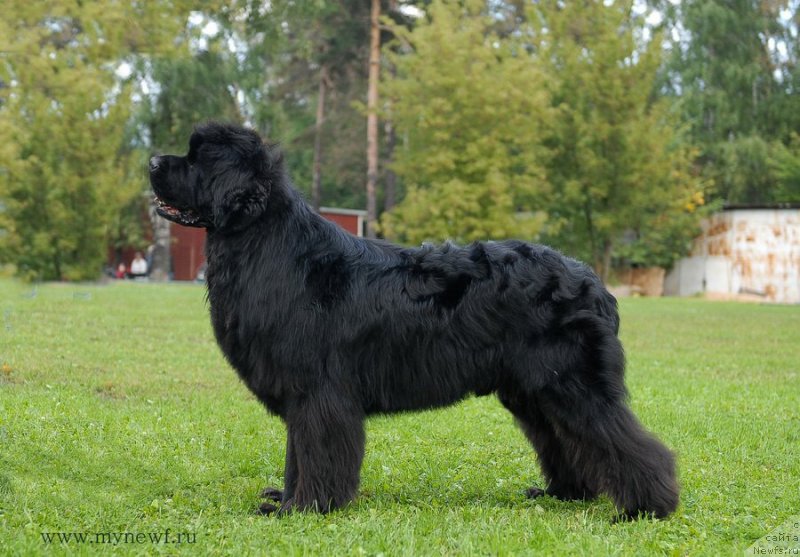 Фото: ньюфаундленд Sent Djons Hummer (Сент Джонс Хаммер)