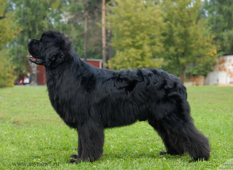 Фото: ньюфаундленд Sent Djons Hummer (Сент Джонс Хаммер)