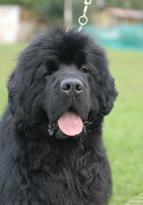 Фото: ньюфаундленд Sent Djons Hummer (Сент Джонс Хаммер)