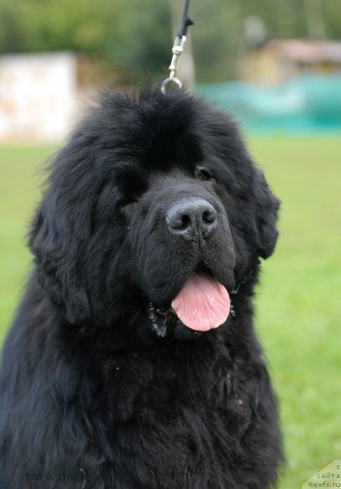 Фото: ньюфаундленд Sent Djons Hummer (Сент Джонс Хаммер)