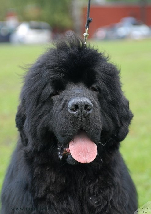 Фото: ньюфаундленд Sent Djons Hummer (Сент Джонс Хаммер)