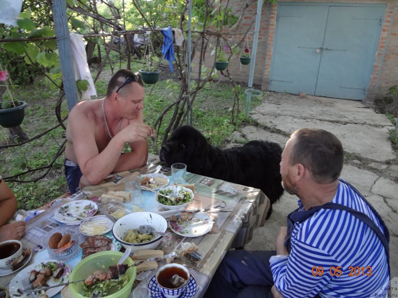 Фото: ньюфаундленд Smigar Dar Bojiy (Смигар Дар Божий)