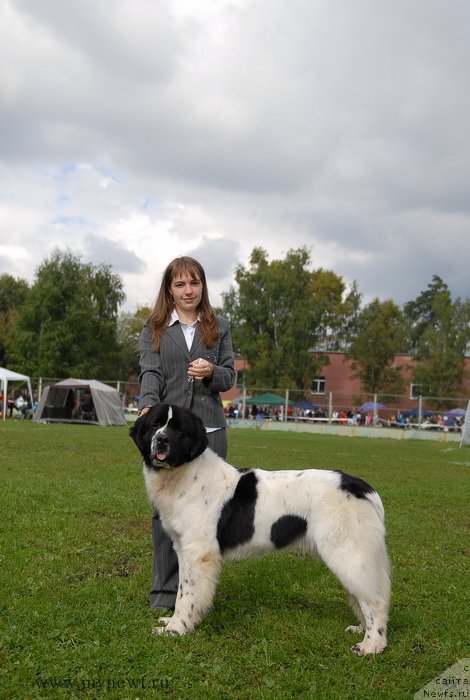 Фото: ньюфаундленд Sent Djons Vanilla Ice (Сент Джонс Ванилла Айс)