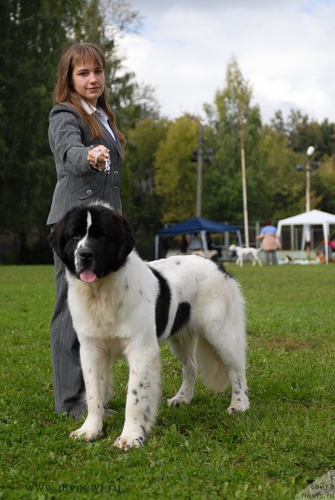 Фото: ньюфаундленд Sent Djons Vanilla Ice (Сент Джонс Ванилла Айс)