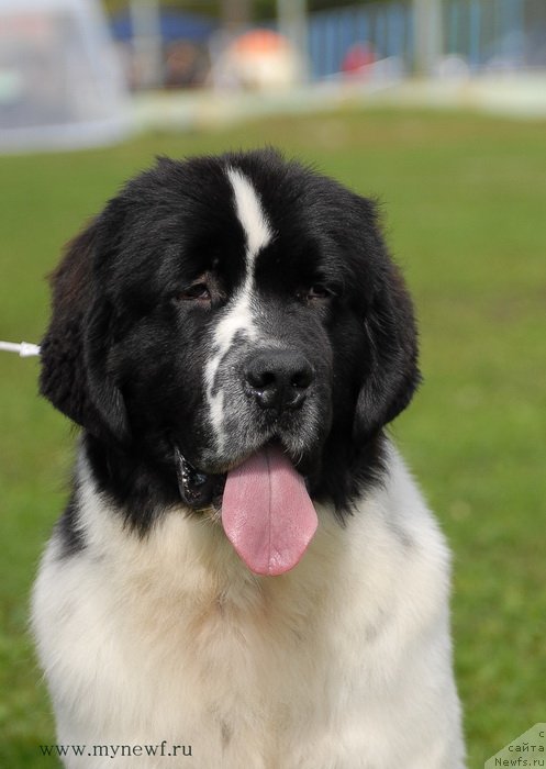 Фото: ньюфаундленд Sent Djons Vanilla Ice (Сент Джонс Ванилла Айс)