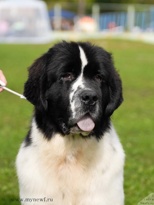 Фото: ньюфаундленд Sent Djons Vanilla Ice (Сент Джонс Ванилла Айс)