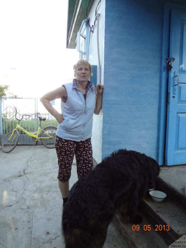 Фото: ньюфаундленд Smigar Dar Bojiy (Смигар Дар Божий), Nadejda Budilova (Надежда Будилова)