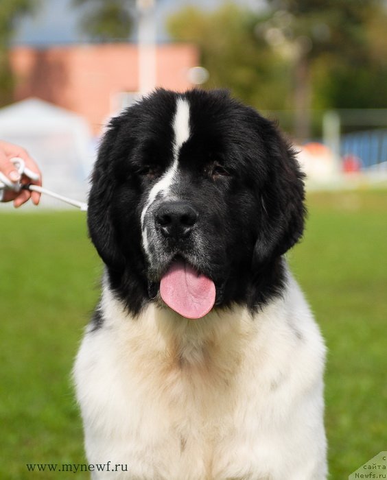 Фото: ньюфаундленд Sent Djons Vanilla Ice (Сент Джонс Ванилла Айс)