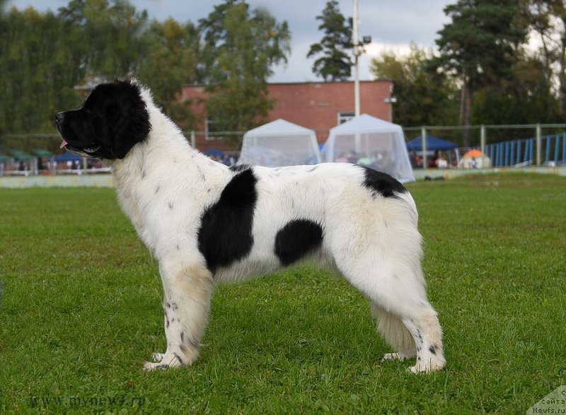 Фото: ньюфаундленд Sent Djons Vanilla Ice (Сент Джонс Ванилла Айс)