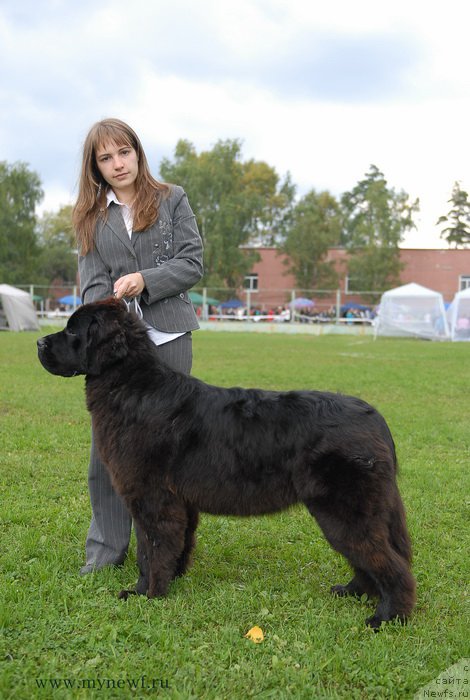 Фото: ньюфаундленд Seabrooks Autumn Kiss for Sent Djons