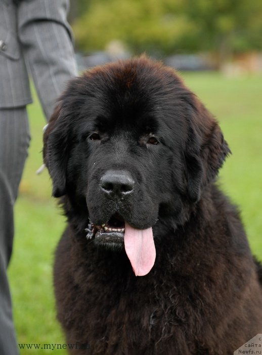 Фото: ньюфаундленд Seabrooks Autumn Kiss for Sent Djons