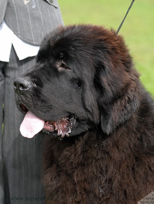 Фото: ньюфаундленд Seabrooks Autumn Kiss for Sent Djons