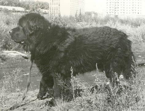 Фото: ньюфаундленд Gudzon (Гудзон)