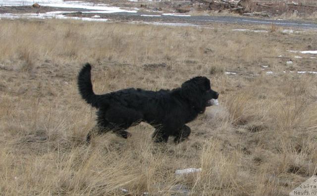 Фото: ньюфаундленд Zhasmine Severny Caprice iz Medvejyego Yara (Жасмин Северный Каприз из Медвежьего Яра)