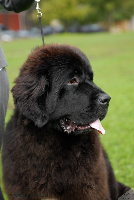 Фото: ньюфаундленд Seabrooks Autumn Kiss for Sent Djons