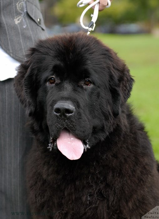 Фото: ньюфаундленд Seabrooks Autumn Kiss for Sent Djons