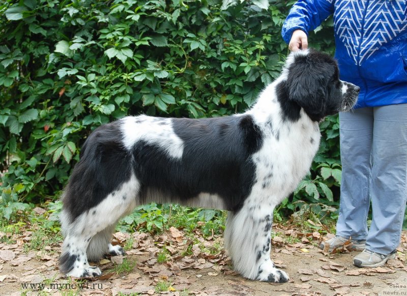 Фото: ньюфаундленд Sent Djons Faberge Collection (Сент Джонс Фаберже Коллекшен)