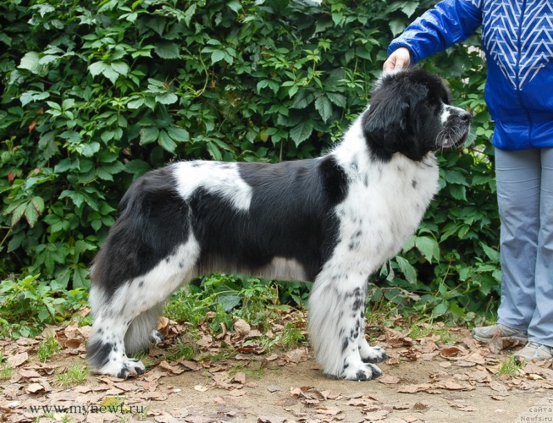 Фото: ньюфаундленд Sent Djons Faberge Collection (Сент Джонс Фаберже Коллекшен)