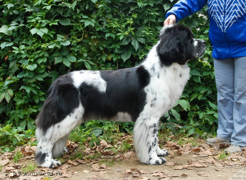 Фото: ньюфаундленд Sent Djons Faberge Collection (Сент Джонс Фаберже Коллекшен)