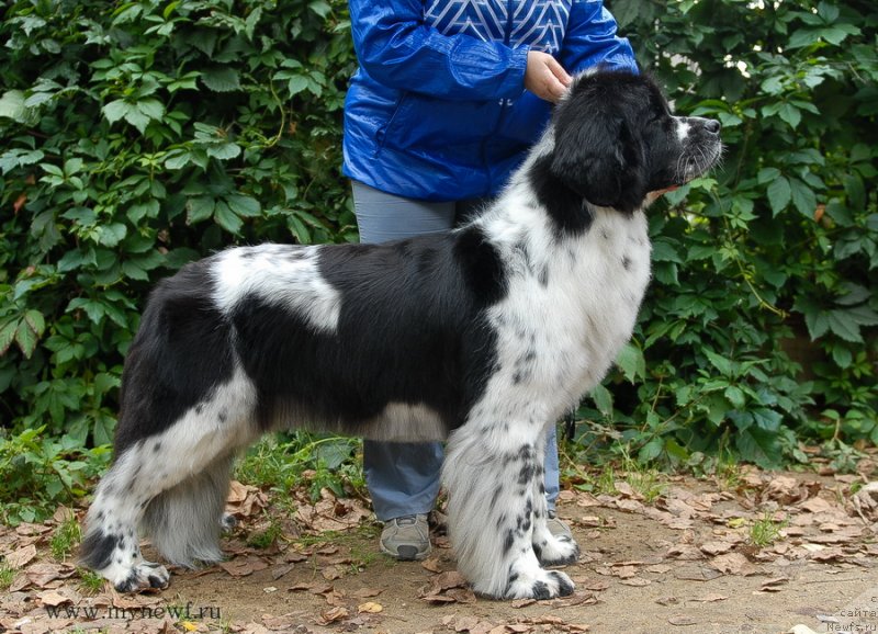 Фото: ньюфаундленд Sent Djons Faberge Collection (Сент Джонс Фаберже Коллекшен)