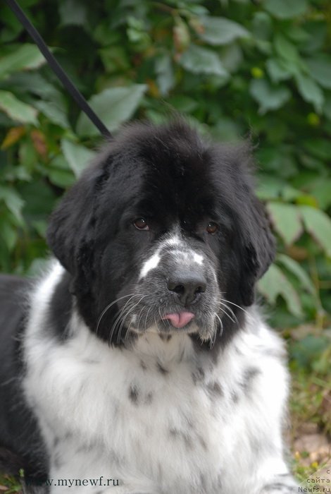 Фото: ньюфаундленд Sent Djons Faberge Collection (Сент Джонс Фаберже Коллекшен)