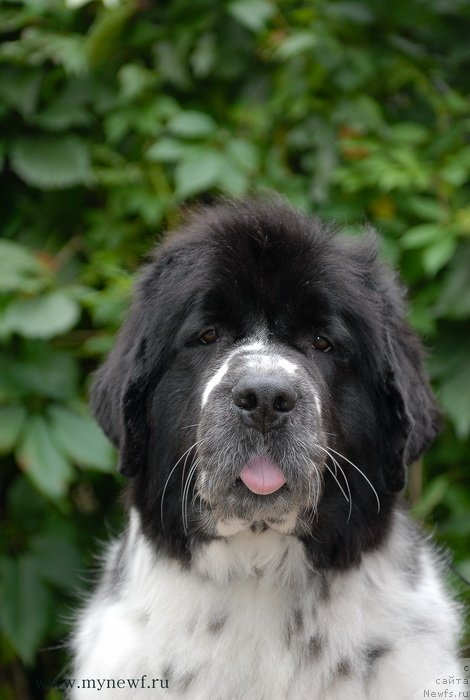 Фото: ньюфаундленд Sent Djons Faberge Collection (Сент Джонс Фаберже Коллекшен)