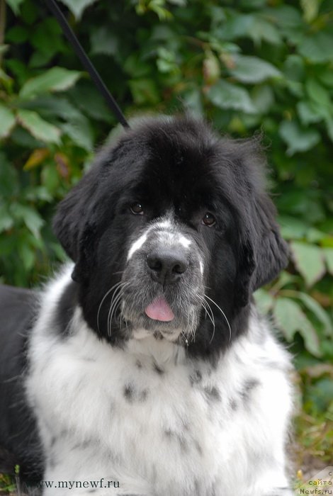 Фото: ньюфаундленд Sent Djons Faberge Collection (Сент Джонс Фаберже Коллекшен)