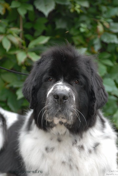 Фото: ньюфаундленд Sent Djons Faberge Collection (Сент Джонс Фаберже Коллекшен)