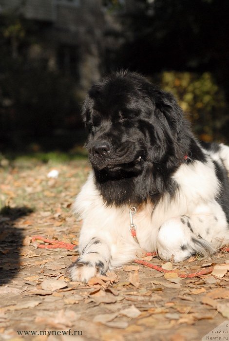 Фото: ньюфаундленд Threeponds Sunny Flower for Sent Djons